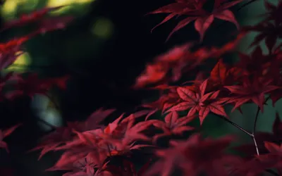 Vibrant Close Red Maple Wallpaper 4K, Black/Dark category