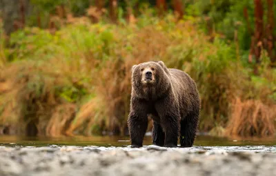 Vibrant Animal Wallpaper Animals Wallpaper 4K 2048x1305 Animal, Bear, Hd, Desktop, Wallpaper:, Background, Image, Gray, White, Orange, Ultrawide, Full HD