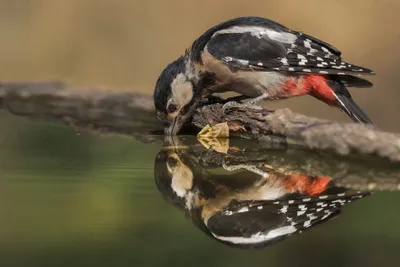 Serene Reflection Wallpaper Animals Wallpaper 4K 3798x2532 Reflection, Animal, Woodpecker, Hd, Desktop, Wallpaper, Background, Gray, Landscape, QHD