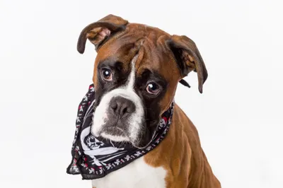 Boxer Dog Brown White Animals Wallpaper 4K 2048x1365 Hd, Pc, Desktop, Wallpaper, Boxer, (dog), A, Brown-and-white, Animal, Wearing, Patterned, White, Ultrawide, Full HD
