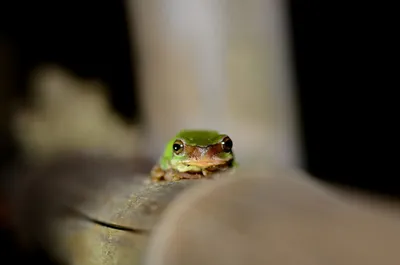 Golden Close Wallpaper Black/Dark Wallpaper 4K 2048x1356 Hd, Pc, Desktop, Wallpaper, Featuring, A, Close-up, Of, Small, Green, Frog, Perched, Brown, Gray, Ultrawide, Full HD
