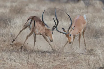 Two Impala Antelopes Animals Wallpaper 4K 4362x2908 Two, Impala, Antelopes, Locking, Horns, In, A, Dry, Grassland, Fight, Ultra, Animal, Gray, Landscape, 4k