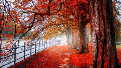 Red Black Nature Black/Dark Wallpaper 4K 3840x2160 Brown