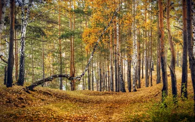 Serene Forest Tall Trees Nature Wallpaper 4K 2560x1600 Hd, Desktop, Wallpaper, Showcasing, A, Serene, Forest, Scene, Tall, Trees, Golden, Autumn, Orange, Brown, Ultrawide, QHD
