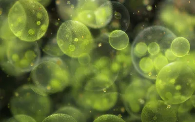 Moody Photography Wallpaper Abstract Wallpaper 4K 1920x1200 Photography, Macro, Hd, Desktop, Wallpaper, Background, Image, Brown, Green, Ultrawide, Full HD