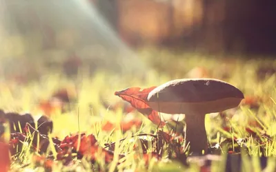 Crisp Nature Wallpaper Nature Wallpaper 4K 1920x1200 Hd, Nature, Wallpaper, Showing, A, Close-up, Of, Mushroom, Bathed, Soft, Sunlight, Surrounded, Gray, Ultrawide, Full HD