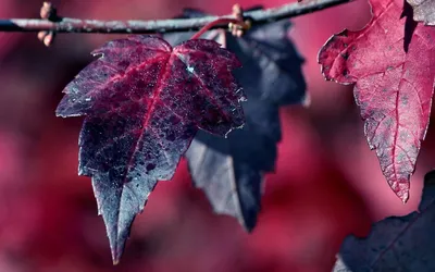 Misty Nature Wallpaper Nature Wallpaper 4K 1920x1200 Nature, Leaf, Hd, Desktop, Wallpaper, Background, Image, Brown, Pink, Gray, Ultrawide, Full HD