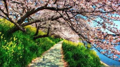 Sleek Spring Wallpaper Wallpaper 4K, Nature category