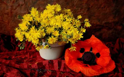 Red Flower Yellow Nature Wallpaper 4K 2560x1600 Red, Flower, Yellow, Anemone, Dandelion, Photography, Still, Life, Desktop, Orange, Ultrawide, QHD