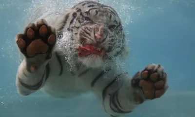 Vivid Close Wallpaper Animals Wallpaper 4K 2000x1200 Close-up, Underwater, Shot, Of, A, White, Tiger, Swimming, Paws, Extended, Captured, Vivid, Gray, Ultrawide, Full HD