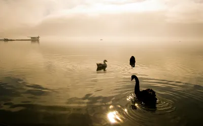 Calm Quad Wallpaper Nature Wallpaper 4K 2560x1600 2k, Quad, Hd, Pc, Desktop, Wallpaper, Of, A, Misty, Lake, Dawn, Swan, White, Ultrawide, QHD