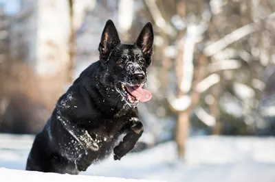 German Shepherd Dog Nature Wallpaper 4K 2560x1707 A, German, Shepherd, Dog, Joyfully, Leaps, Through, The, Snow, Bright, Wintry, Forest, White, Landscape, QHD