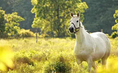 Bright White Wallpaper Animals Wallpaper 4K 1920x1200 Hd, Desktop, Wallpaper:, Featuring, A, White, Horse, Standing, Lush, Green, Field, Trees, Gray, Brown, Ultrawide, Full HD