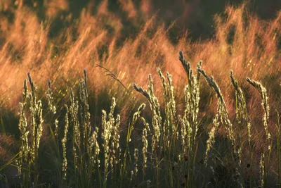 Dreamy General Wallpaper Abstract Wallpaper 4K 2047x1365 Wallpaper, General, 2047x1365, Orange, Brown, Landscape, Full HD