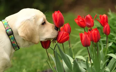 Bold Labrador Wallpaper Abstract Wallpaper 4K 1920x1200 Hd, Wallpaper, Of, A, Labrador, Retriever, Sniffing, Vibrant, Red, Tulips, Garden, White, Brown, Ultrawide, Full HD