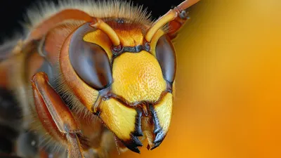 Misty Close Wallpaper Abstract Wallpaper 4K 1920x1080 Close-up, Hd, Desktop, Wallpaper, Of, An, Insect's, Detailed, Insect, 039, Face, Showcasing, Purple, Orange, Ultrawide, Full HD