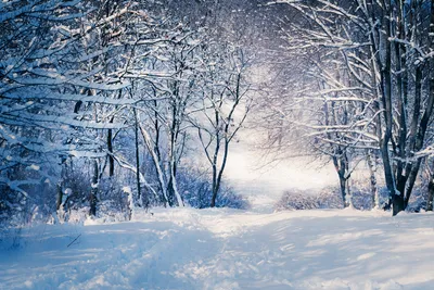 Serene Snow Wallpaper Nature Wallpaper 4K 1920x1280 Snow, Tree, Nature, Winter, Hd, Desktop, Wallpaper, Gray, Landscape, Full HD