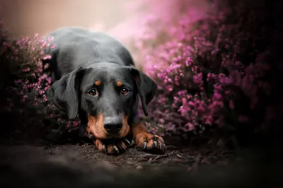 Epic Baby Wallpaper Animals Wallpaper 4K 2048x1366 Baby, Animal, Dog, Puppy, Hd, Desktop, Wallpaper, White, Landscape, Full HD