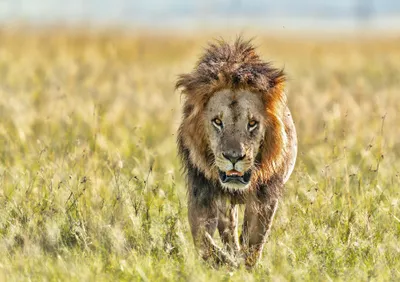Animal Lion Animals Animals Wallpaper 4K 2000x1414 Animal, Lion, Hd, Desktop, Wallpaper, Background, Image, White, Gray, Landscape, Full HD