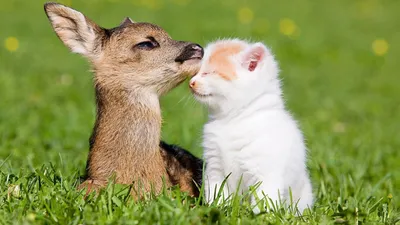 Epic Cute Wallpaper Animals Wallpaper 4K 1920x1080 A, Cute, Deer, And, Fluffy, White, Cat, Share, Tender, Moment, Surrounded, Lush, Brown, Ultrawide, Full HD