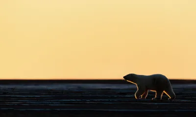 Polar Bear Silhouette Black/Dark Wallpaper 4K 2048x1224 Hd, Pc, Desktop, Wallpaper, Background, Of, A, Polar, Bear, Silhouette, Walking, Along, Gray, Pink, Ultrawide, Full HD