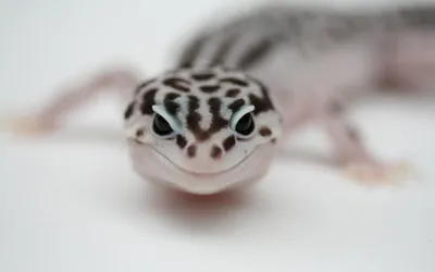 Vivid Close Wallpaper Animals Wallpaper 4K 1920x1200 A, Close-up, Image, Of, Leopard, Gecko, Showcases, Distinctive, Spotted, Pattern, Expressive, Eyes, White, Ultrawide, Full HD