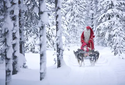 Santa Rides Dog Sled Snowy Nature Wallpaper 4K 2305x1576 Santa, Rides, A, Dog, Sled, Through, Snowy, Winter, Forest, Child, Capturing, Festive, White, Landscape, Full HD