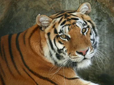 Bold Majestic Wallpaper Animals Wallpaper 4K 1600x1200 Hd, Wallpaper:, Of, A, Majestic, Tiger, With, Striking, Orange, Black, Stripes, Lying, Brown, Landscape