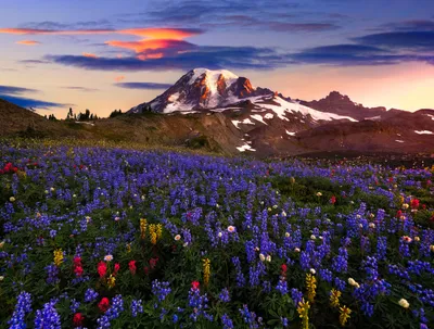 Vibrant Meadow Filled Nature Wallpaper 4K 2500x1898 A, Vibrant, Meadow, Filled, With, Purple, Wildflowers, Stretches, Toward, Snow-capped, Mountain, Under, Brown, Landscape, Full HD