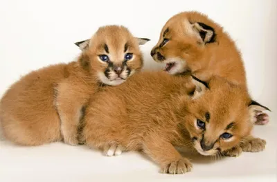 Three Adorable Baby Caracals Soft Animals Wallpaper 4K 4154x2751 Three, Adorable, Baby, Caracals, With, Soft, Fur, Pose, Together, Against, Plain, Ultra, White, Ultrawide, 4k