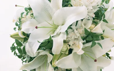Man Flower Nature Nature Wallpaper 4K 1680x1050 Man, Made, Flower, Hd, Desktop, Wallpaper, Background, White, Ultrawide