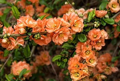Moody Close Wallpaper Nature Wallpaper 4K 3672x2484 Close-up, Of, Orange, Blossoms, On, A, Leafy, Branch, Nature, Scene, Presented, Quad, Pink, Landscape, QHD
