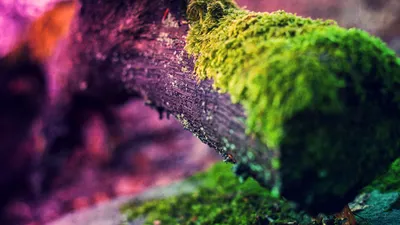 Close Nature Vivid Cars Wallpaper 4K 1920x1080 Close-up, Nature, Shot, Of, Vivid, Green, Moss, Carpeting, Fallen, Log, Against, Soft, Brown, Ultrawide, Full HD