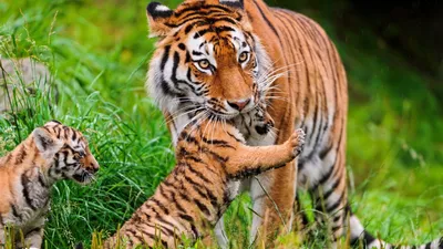 Vibrant Majestic Tiger Its Animals Wallpaper 4K 1920x1080 A, Vibrant, Hd, Wallpaper, Featuring, Majestic, Tiger, Playful, Cub, Surrounded, Lush, Green, Orange, Gray, Purple, Ultrawide, Full HD
