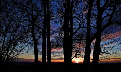 Tree Silhouettes Sunset Nature Wallpaper 4K 2560x1531 Tree, Silhouettes, In, The, Sunset, Black, Gray, Ultrawide, QHD