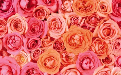 Calm Close Wallpaper Nature Wallpaper 4K 1920x1200 Hd, Desktop, Wallpaper, Close-up, Of, Clustered, Pink, And, Orange, Roses, Flowers, Vibrant, Purple, Ultrawide, Full HD