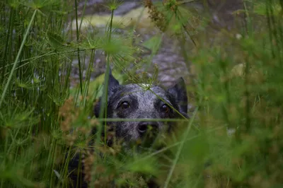 Moody Australian Wallpaper Animals Wallpaper 4K 2048x1365 Hd, Pc, Desktop, Wallpaper:, Australian, Cattle, Dog, Animal, Peering, Through, Green, Plants, Gray, Ultrawide, Full HD