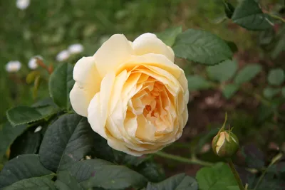 Quad Close Creamy Yellow Rose Nature Wallpaper 4K 3456x2304 2k, Quad, Hd, Pc, Desktop, Wallpaper, And, Background, Close-up, Creamy, Yellow, Rose, White, Landscape, QHD