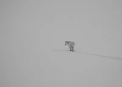 White Snow Winter Animal Horse Animals Wallpaper 4K 2048x1476 White, Snow, Winter, Animal, Horse, Animals, Hd, Desktop, Gray, Landscape, Full HD