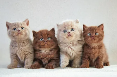 Crisp Four Wallpaper Animals Wallpaper 4K 1920x1266 Four, Adorable, Kittens, With, Varying, Fur, Colors, And, Expressive, Blue, Eyes, Sit, White, Ultrawide, Full HD