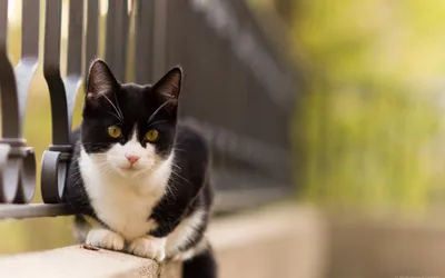 Bright Black Wallpaper Animals Wallpaper 4K 2560x1600 Hd, Desktop, Wallpaper, Featuring, A, Black, And, White, Cat, Resting, Ledge, Beside, Gray, Ultrawide, QHD