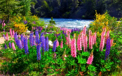 Serene Lupines Wallpaper Nature Wallpaper 4K 2880x1800 Lupines, Growing, By, The, River, White, Gray, Purple, Ultrawide, QHD
