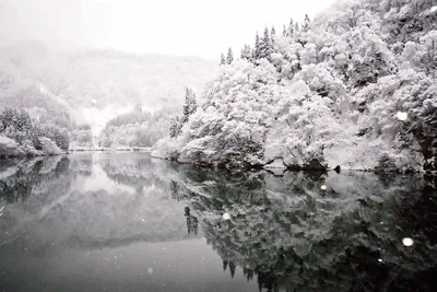 Serene Winter Landscape Nature Wallpaper 4K 1536x1024 Hd, Desktop, Wallpaper:, Showcasing, A, Serene, Winter, Landscape, Snow-covered, Trees, Reflecting, Calm, White