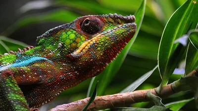 Close Colorful Chameleon Lizard Perched Abstract Wallpaper 4K 3430x1930 Close-up, Hd, Desktop, Wallpaper, Of, A, Colorful, Chameleon, Lizard, Perched, Branch, Surrounded, Red, Brown, Ultrawide, QHD