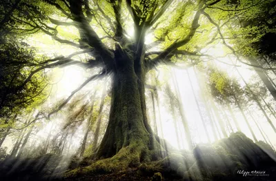 Majestic Tree Sunbeams Nature Wallpaper 4K 2030x1330 Hd, Wallpaper:, Of, A, Majestic, Tree, With, Sunbeams, Filtering, Through, Branches, Serene, White, Ultrawide, Full HD