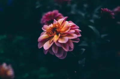 Golden General Wallpaper Abstract Wallpaper 4K 4000x2667 Wallpaper, General, 4000x2667, Gray, Pink, Landscape, 4k