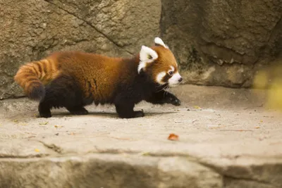 Sleek Red Wallpaper Abstract Wallpaper 4K 4635x3090 A, Red, Panda, Walking, On, Stone, Surface, Zoo, Captured, Sharp, Detail, Ultra, White, Landscape, 4k