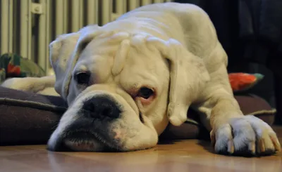 Close White Bulldog Abstract Wallpaper 4K 2048x1254 Hd, Pc, Desktop, Wallpaper/background:, Close-up, Of, A, White, Bulldog, Lying, Floor, Chin, Gray, Ultrawide, Full HD
