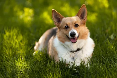 Radiant Cheerful Wallpaper Wallpaper 4K, Animals category