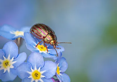 Dark Animal Wallpaper Animals Wallpaper 4K 4176x2928 Animal, Beetle, Hd, Desktop, Wallpaper, Background, Image, Gray, Landscape, 4k